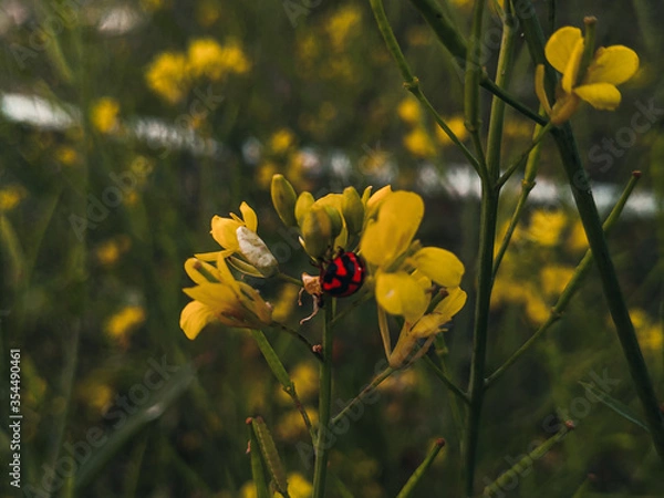 Obraz Ladybug on the mustard's flower.