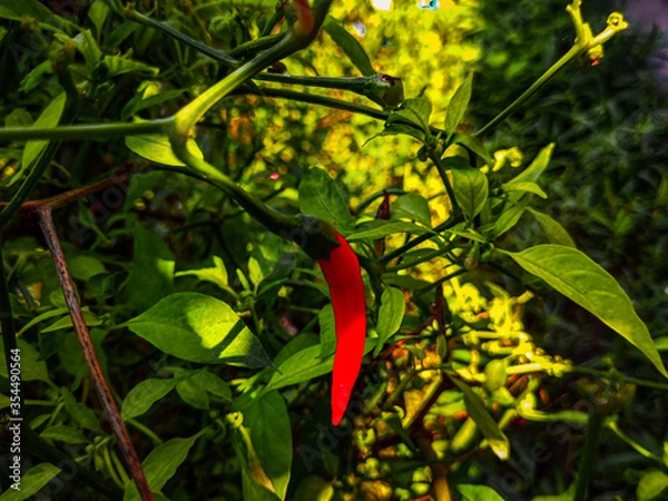 Obraz red chili pepper