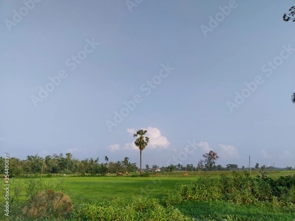 Obraz Palm tree is standing.