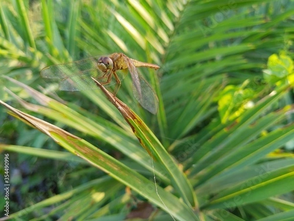 Obraz dragonfly on a green leaf