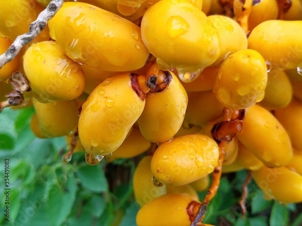 Obraz ripe yellow dates
