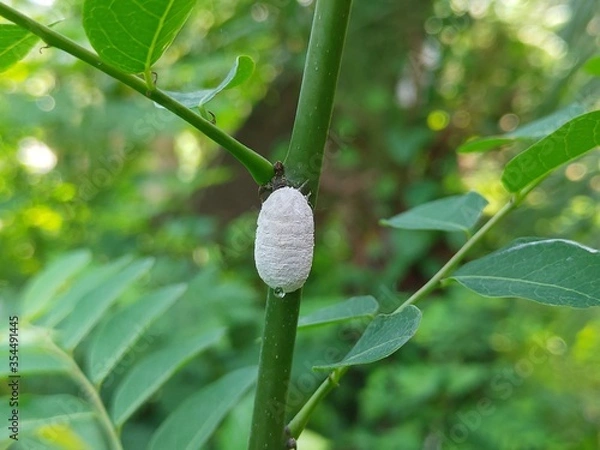 Obraz Insect on the tree.