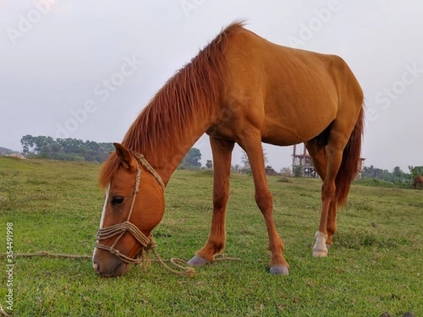 Obraz horse and foal