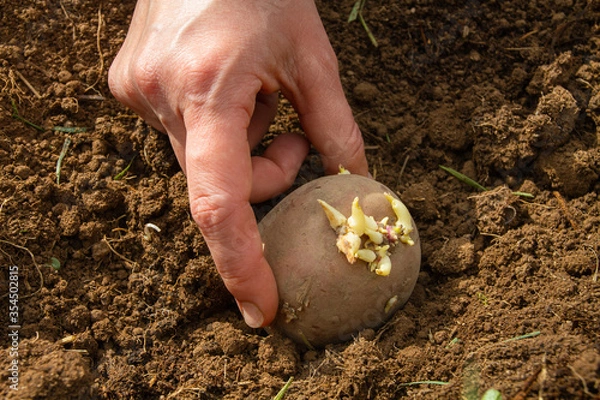 Obraz the hand puts a potato tuber in the dug hole