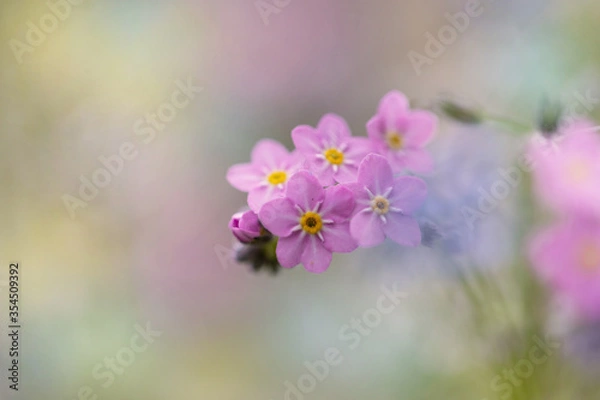 Obraz ピンクの忘れ草