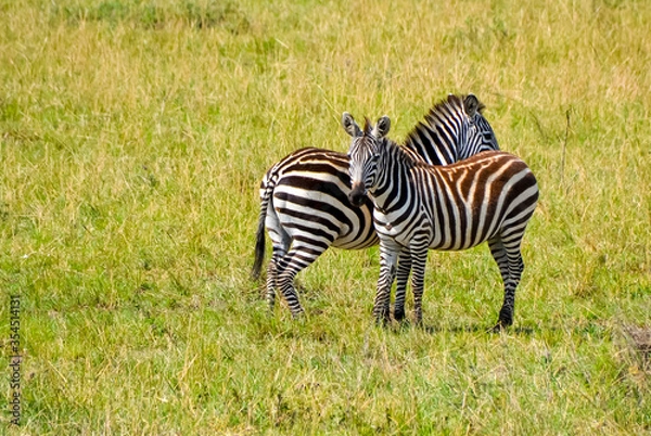 Fototapeta zebras