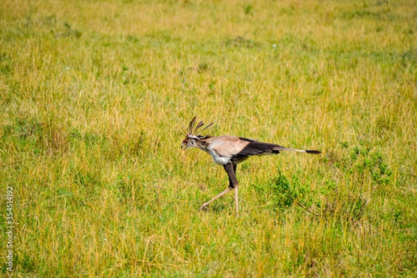 Obraz Secretary Bird