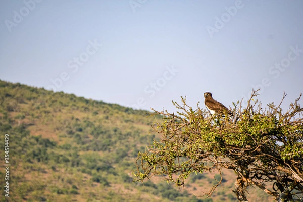 Obraz eagle on the tree