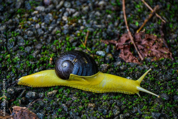 Obraz Yellow snail, Malabar, Kerala