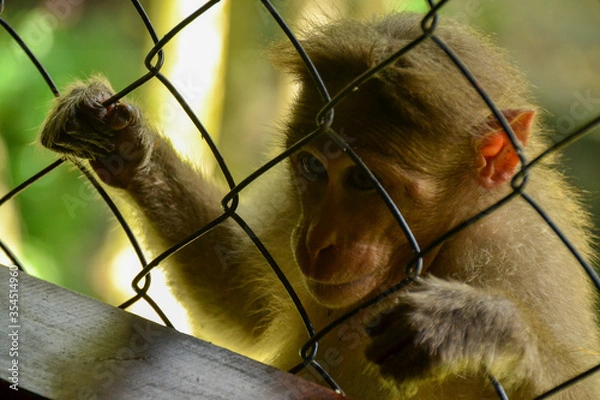 Obraz Monkey looking through the fence