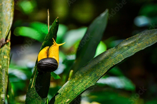 Obraz snail on a leaf