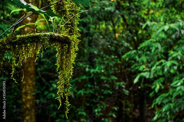 Obraz green moss on the tree