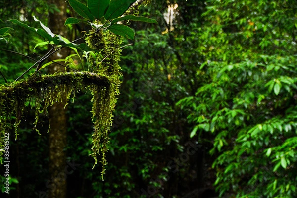 Obraz moss covered tree