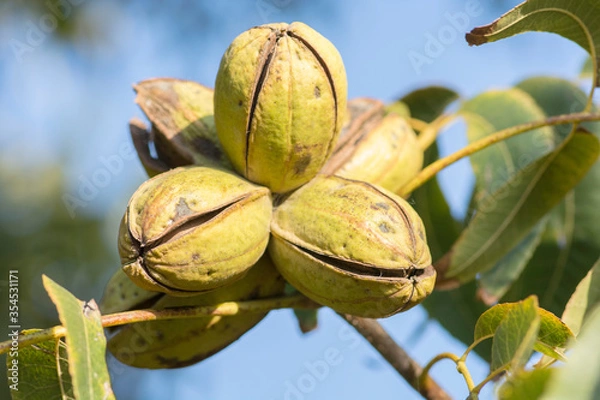 Fototapeta Ripe pecan nuts (Carya illinoinensis) on the tree, with husks open, ready for harvest