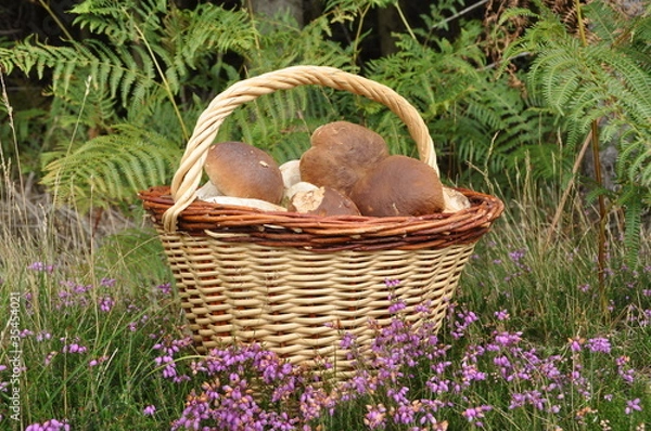 Obraz panier de cèpes
