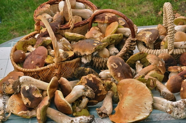 Obraz récolte de cèpes