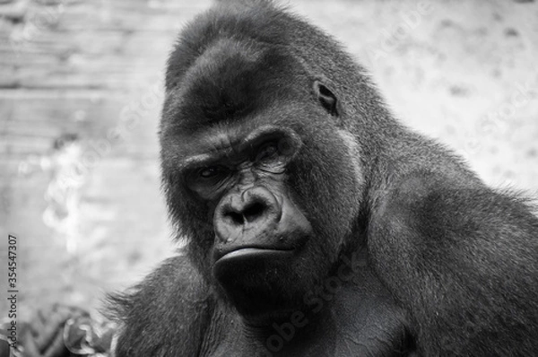 Obraz Closeup of the intimidating stare of a large, black, silver back gorilla as he looks directly into the camera.