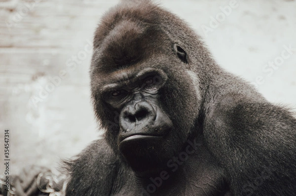 Obraz Closeup of the intimidating stare of a large, black, silver back gorilla as he looks directly into the camera.