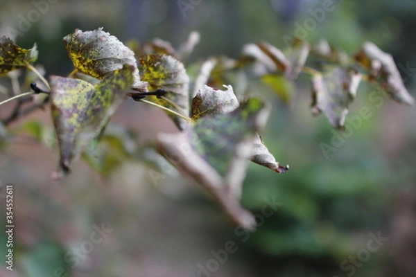 Obraz European forest background in autumn