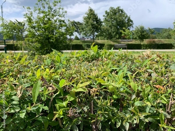 Fototapeta green corn field