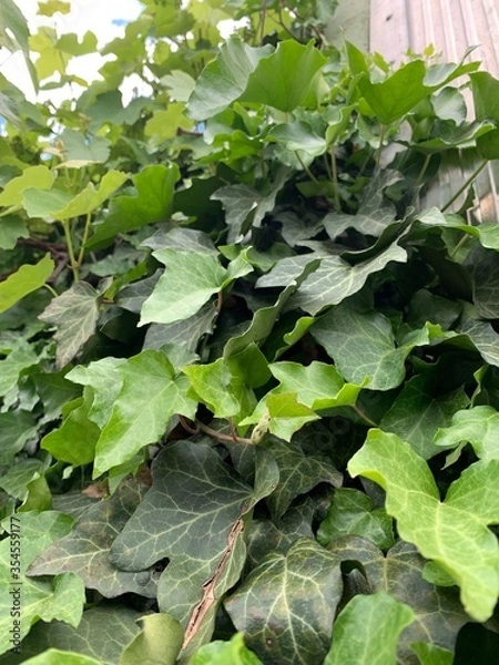 Fototapeta green leaves background