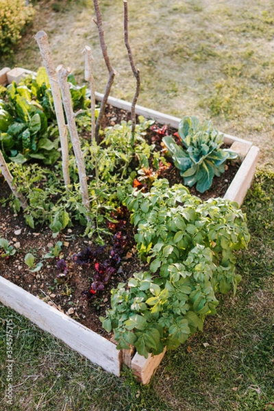 Fototapeta Raised vegetable bed