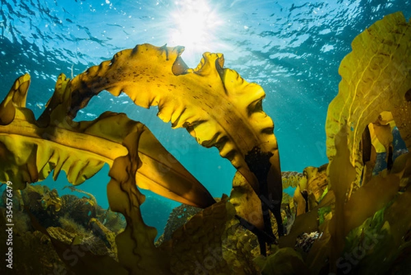 Fototapeta Seaweed and Sunlight