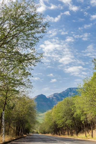 Obraz Winding tree lane to the mountains.