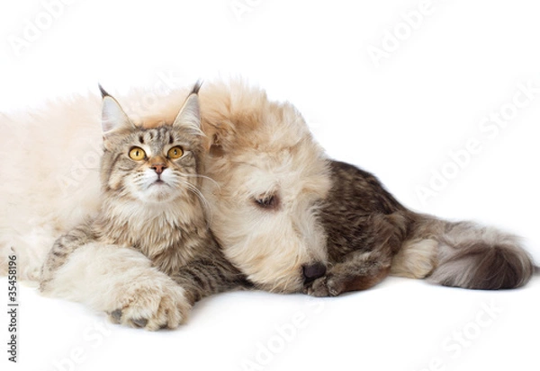 Fototapeta Cat of breed Maine coon and a puppy
