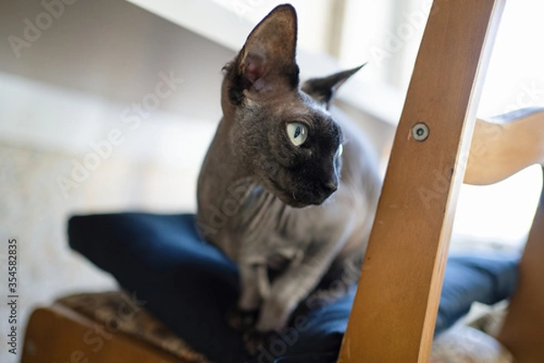 Fototapeta Cat on a chair, thoroughbred sphinx with a black muzzle