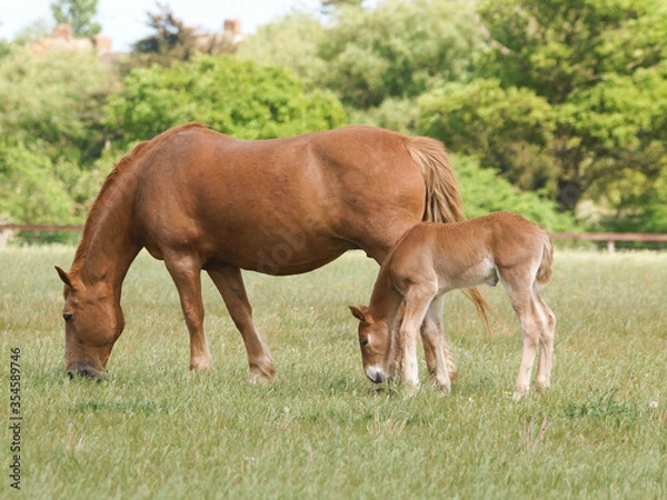 Obraz Mare and Foal
