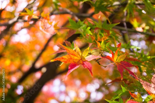 Obraz Close-up​ red maple leaves with sunlight.