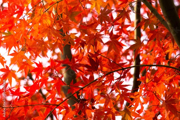 Obraz Close-up​ red maple leaves with sunlight.