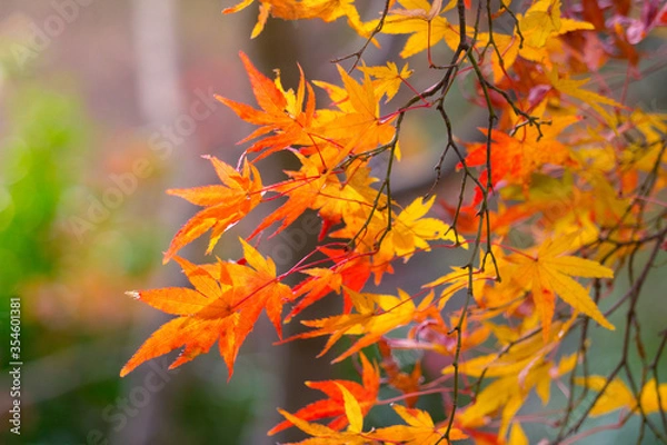 Obraz Close-up​ red maple leaves with sunlight.
