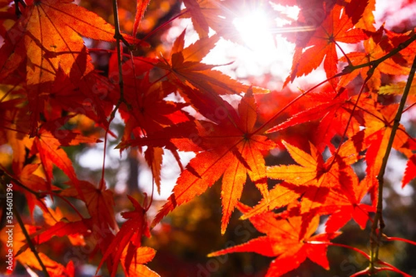 Obraz Close-up​ red maple leaves with sunlight.