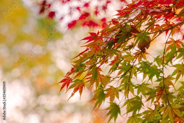 Obraz Close-up​ red maple leaves with sunlight.