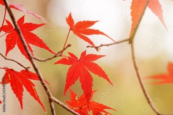 Obraz Close-up​ red maple leaves with sunlight.