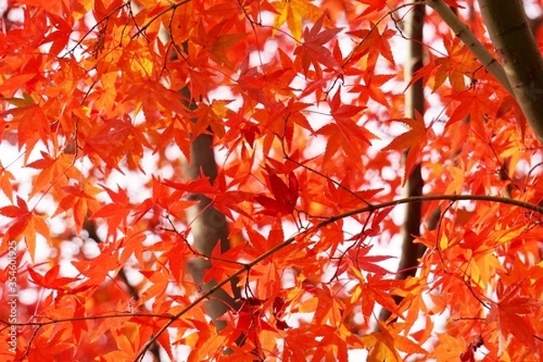 Obraz Close-up​ red maple leaves with sunlight.
