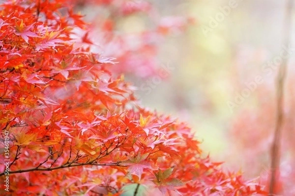 Obraz Close-up​ red maple leaves with sunlight.
