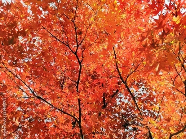 Obraz Close-up​ red maple leaves with sunlight.