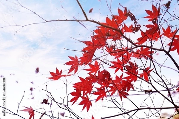 Obraz Close-up​ red maple leaves with sunlight.