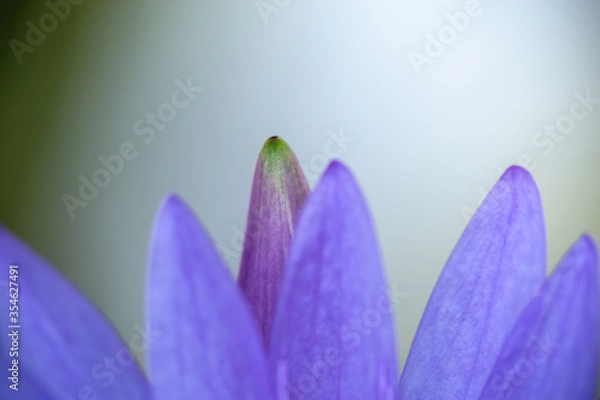 Fototapeta violet flower closeup