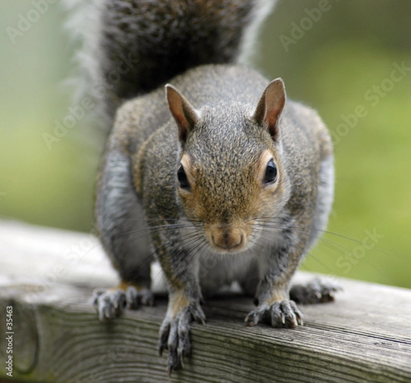 Obraz squirrel feeding