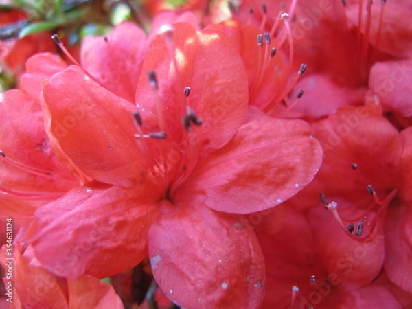 Obraz Azalea flowers