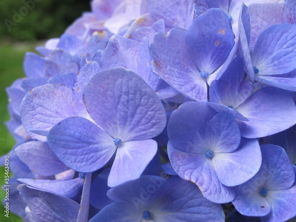 Obraz Blue hydrangea