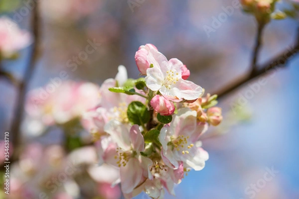 Fototapeta Apple tree flower