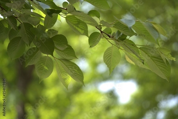 Obraz 초록 나뭇잎이 싱그러운 배경이미지