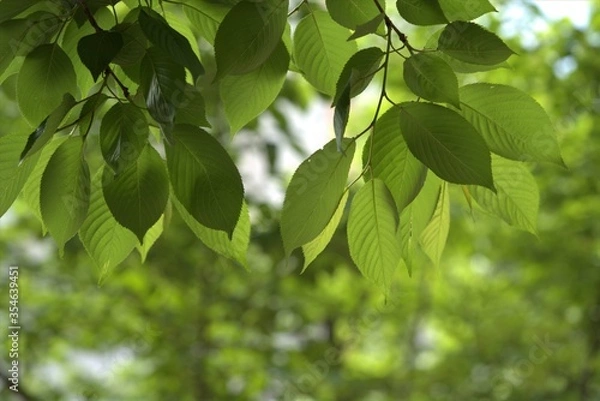 Obraz 초록 나뭇잎이 싱그러운 배경이미지