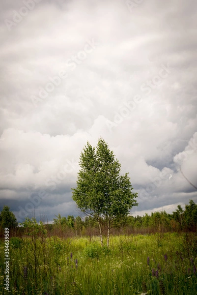Obraz cloudy sky clouds after rain trees summer