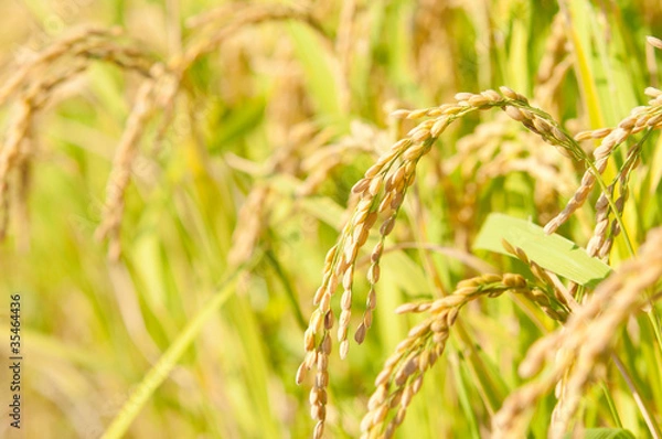 Obraz 黄金色の稲穂